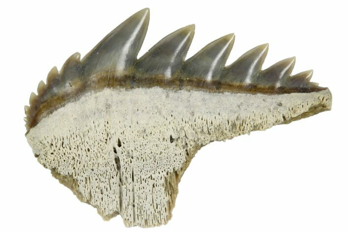 Fossil Cow Shark (Notorhynchus) Tooth - Aurora, NC #184313